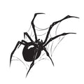 Spider Web
